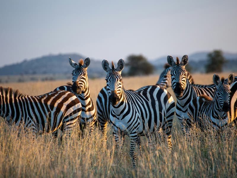 Wild zebras on the Serengeti in Africa