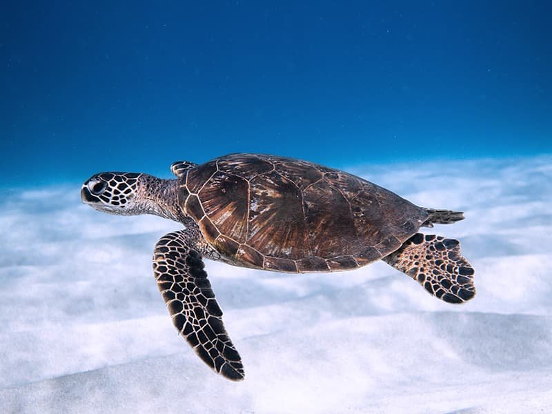 Snorkeling in the Caribbean next to a sea turtle in crystal clear waters